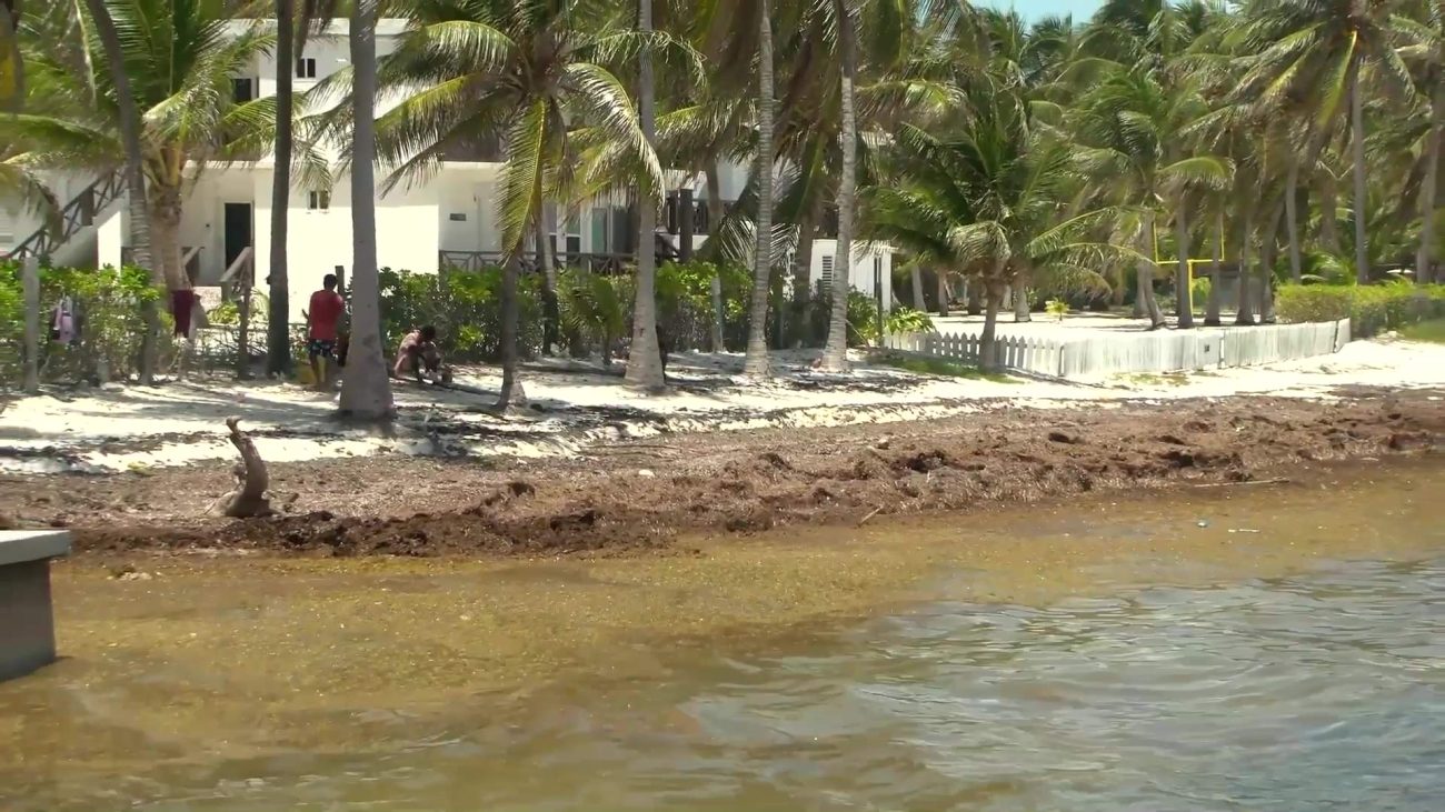 Blue Economy Minister Warns of Escalating Sargassum Threat