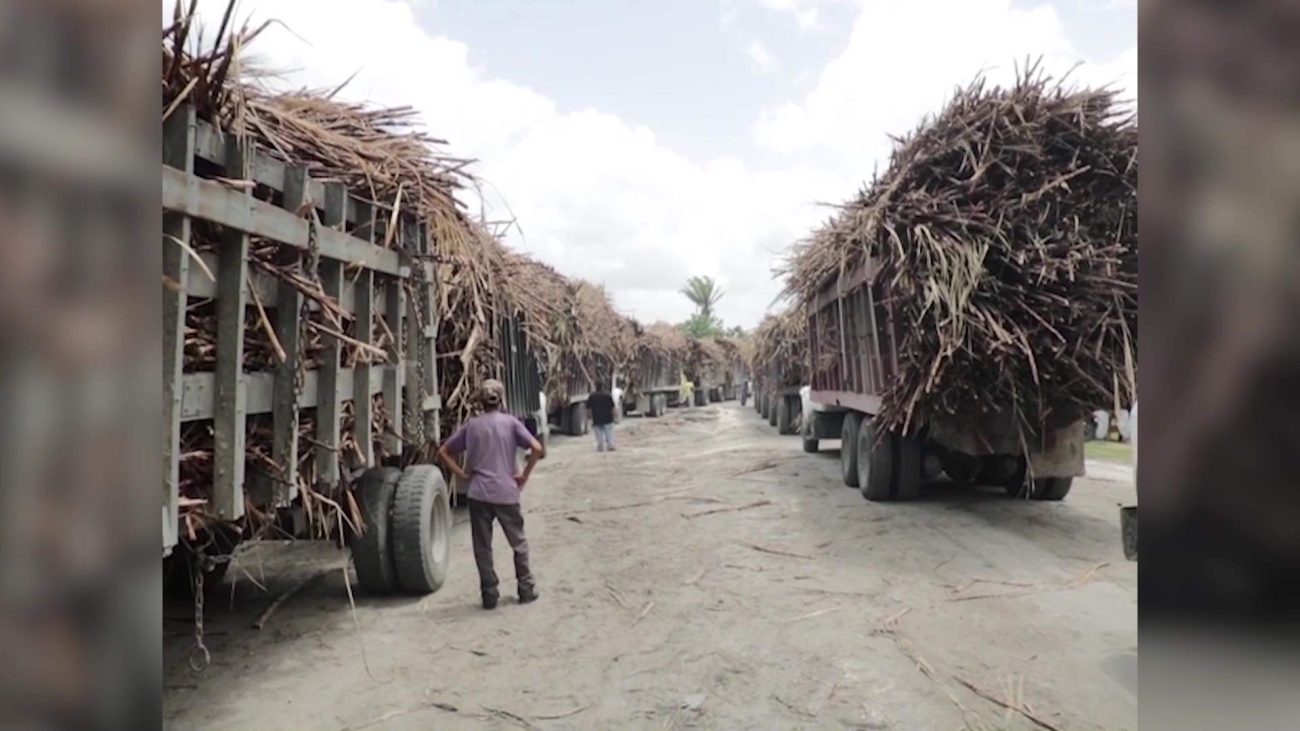 Caneros Push Back Against PM; BSCFA Demands Level Playing Field