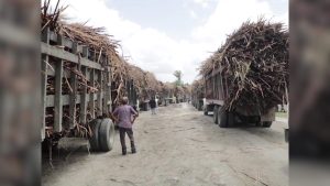 Caneros Push Back Against PM; BSCFA Demands Level Playing Field