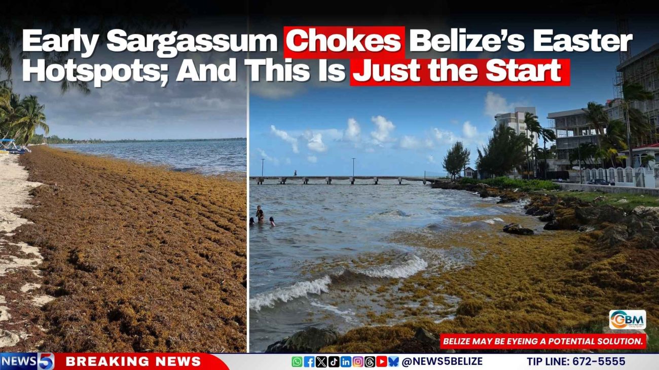 Early Sargassum Chokes Belize’s Easter Hotspots; And This Is Just the Start