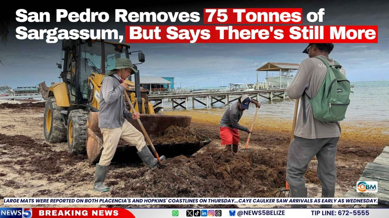 San Pedro Removes 75 Tonnes of Sargassum, But Says There's Still More