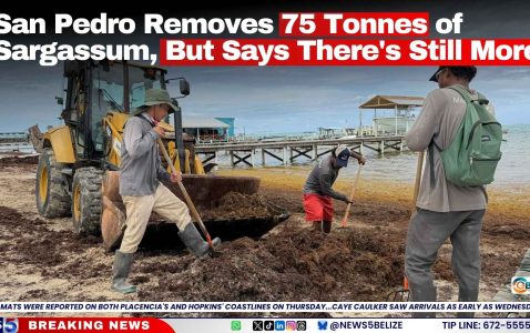San Pedro Removes 75 Tonnes of Sargassum, But Says There's Still More
