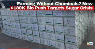 Farming Without Chemicals? New $180K Bio Push Targets Sugar Crisis