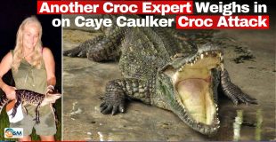 Another Croc Expert Weighs in on Caye Caulker Croc Attack