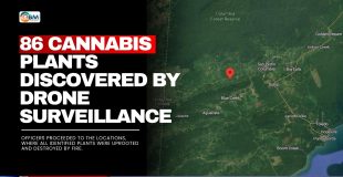 Police Destroy 86 Cannabis Plants Discovered by Drone Surveillance
