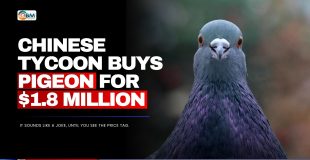 Chinese Tycoon Buys Pigeon for $1.8 Million