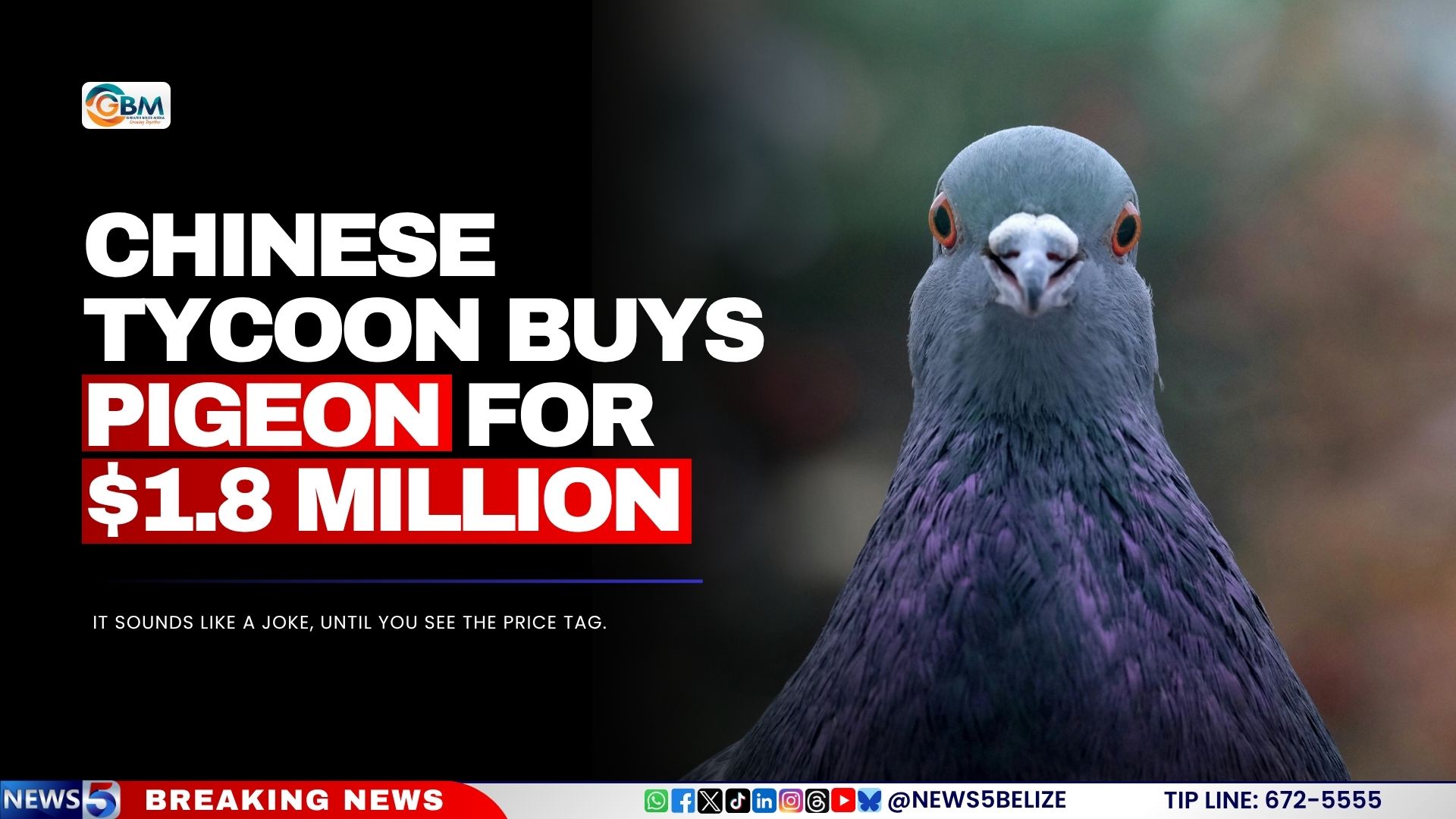 Chinese Tycoon Buys Pigeon for $1.8 Million