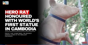 Hero Rat Honoured with World’s First Statue in Cambodia