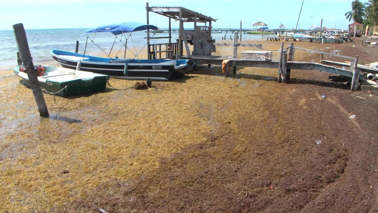 Sargassum Swamps Caye Caulker Ahead of Easter Rush