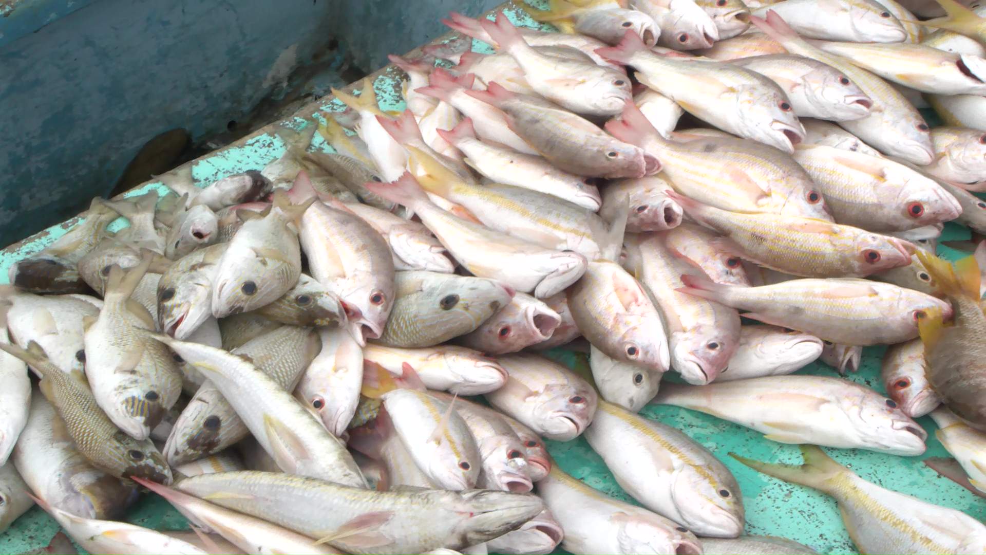 Fifteen Dollars A Pound: “Gas High and Fish Not Biting”