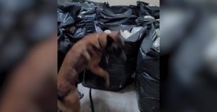 Trained K‑9s Lead Successful Drug Operation in Lord’s Bank