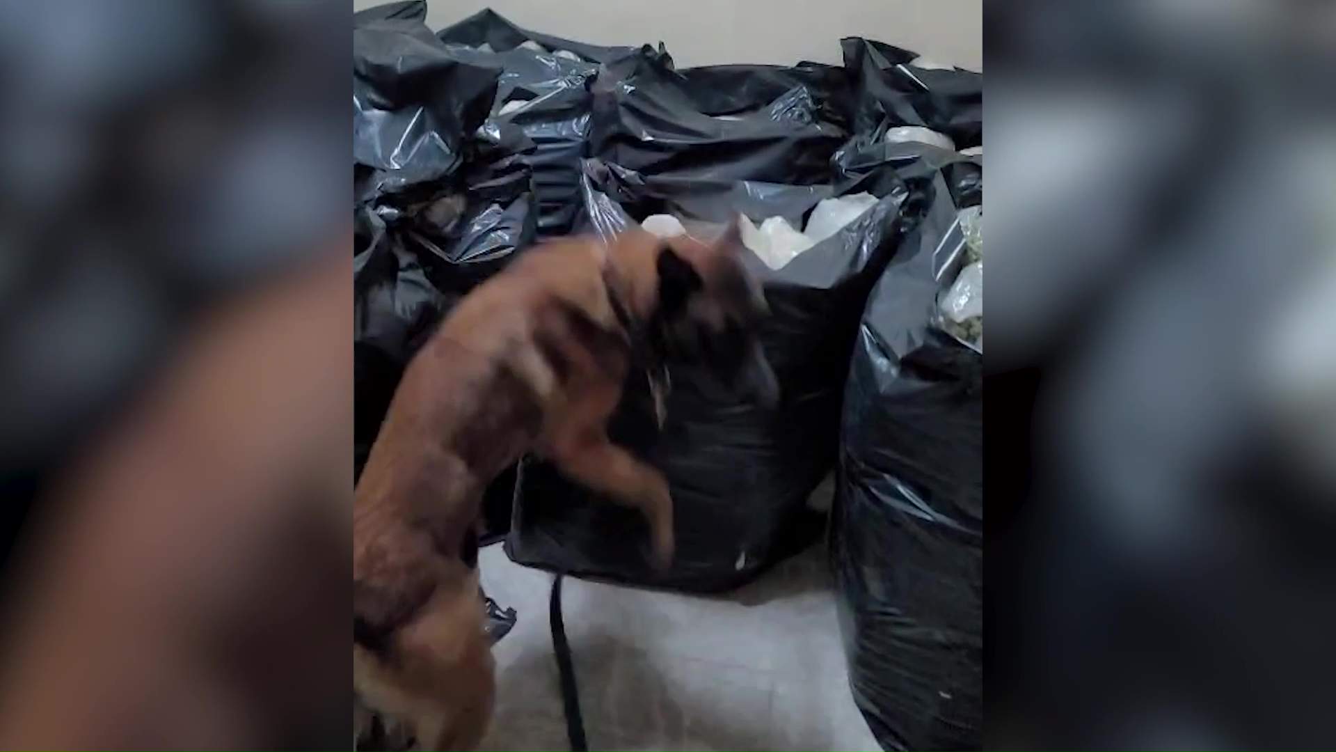 Trained K‑9s Lead Successful Drug Operation in Lord’s Bank