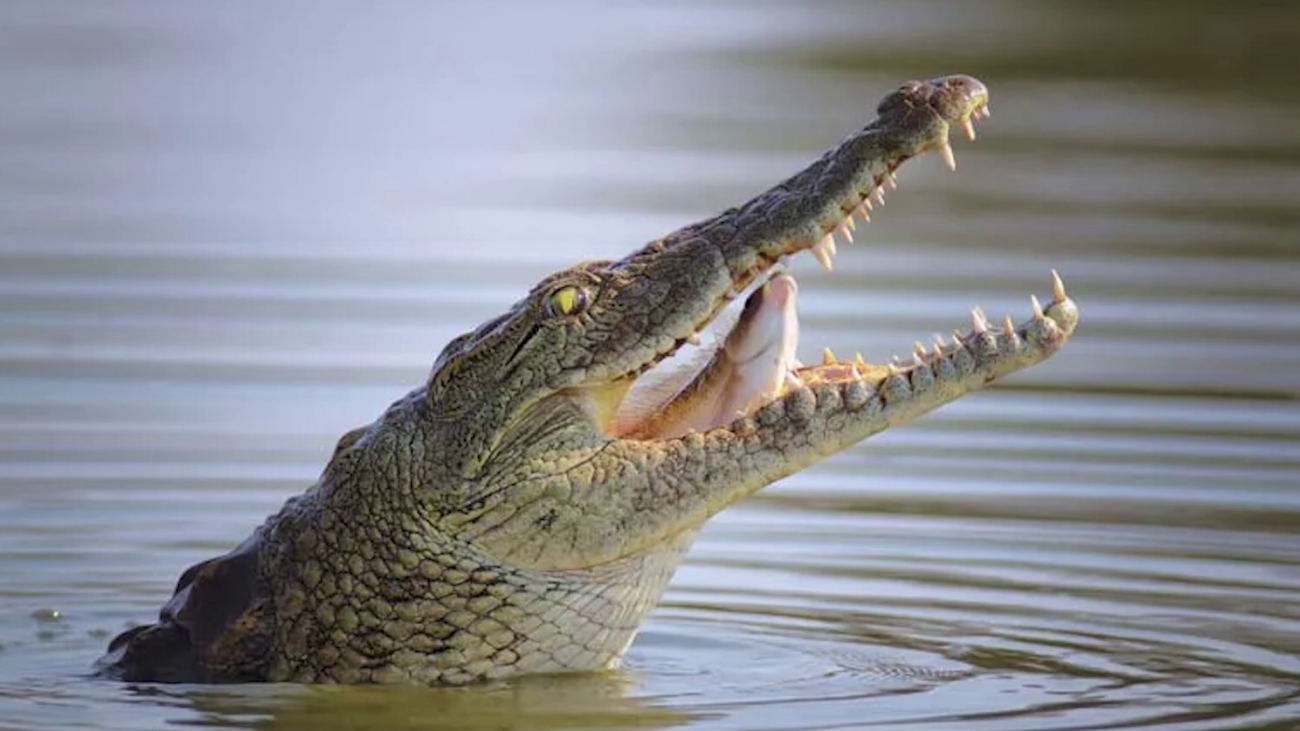 Crocodile Attack Injures Woman on Caye Caulker