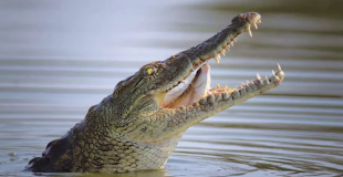 Crocodile Attack Injures Woman on Caye Caulker