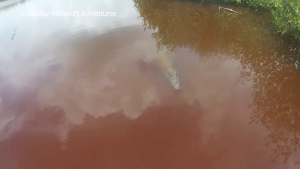 Scientist Defends Croc After Pre-dawn Caye Caulker Attack