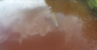 Scientist Defends Croc After Pre-dawn Caye Caulker Attack