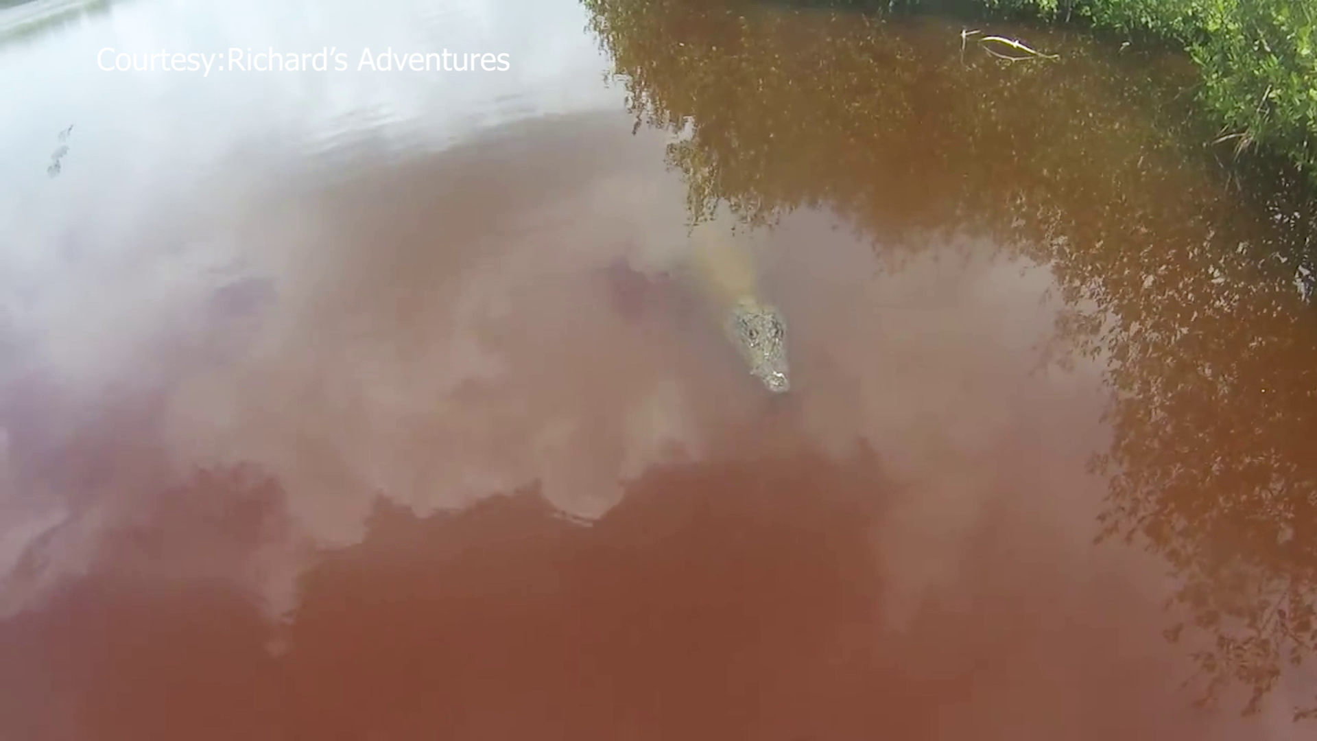 Scientist Defends Croc After Pre-dawn Caye Caulker Attack