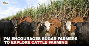 PM Encourages Sugar Farmers to Explore Cattle Farming