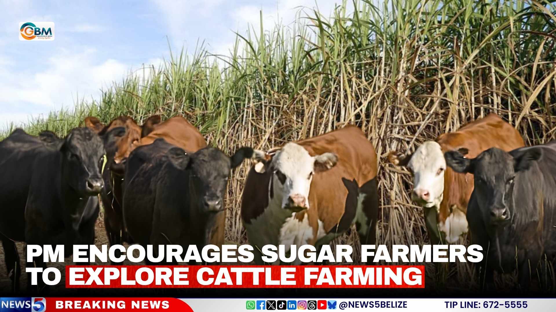 PM Encourages Sugar Farmers to Explore Cattle Farming