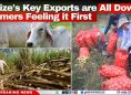 Belize's Key Exports are All Down; Farmers Feeling it First