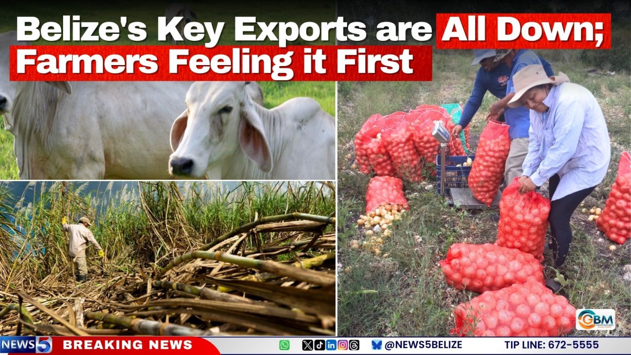 Belize's Key Exports are All Down; Farmers Feeling it First