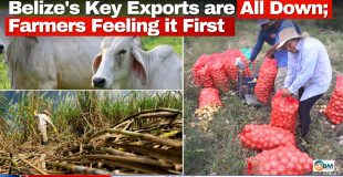 Belize's Key Exports are All Down; Farmers Feeling it First