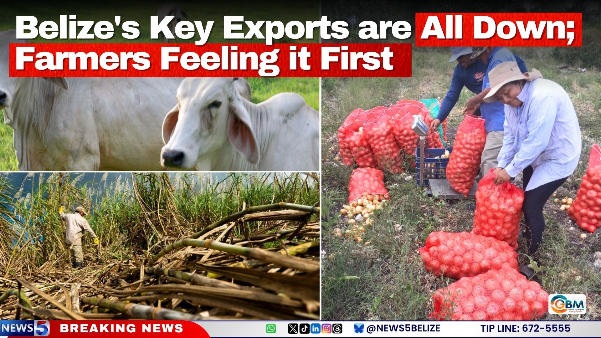 Belize's Key Exports are All Down; Farmers Feeling it First