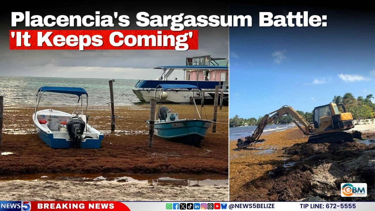 Placencia's Sargassum Battle: 'It Keeps Coming'