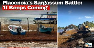 Placencia's Sargassum Battle: 'It Keeps Coming'