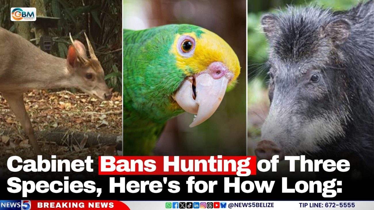 Cabinet Bans Hunting of Three Species, Here's for How Long: