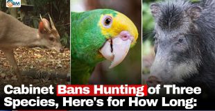 Cabinet Bans Hunting of Three Species, Here's for How Long: