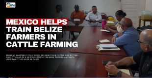 Mexico Helps Train Belize Farmers in Cattle Farming