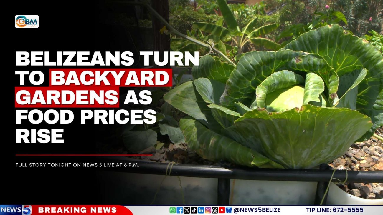Belizeans Turn To Backyard Gardens as Food Prices Rise