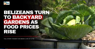 Belizeans Turn To Backyard Gardens as Food Prices Rise