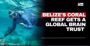 Belize's Coral Reef Gets a Global Brain Trust