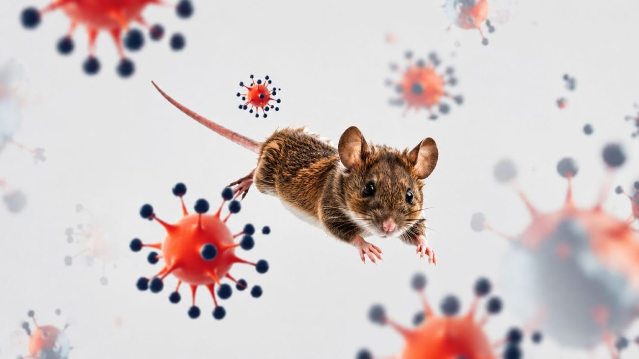 CARPHA Mantiene Riesgo Bajo por Brote de Hantavirus en Crucero