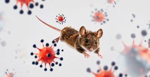 CARPHA Mantiene Riesgo Bajo por Brote de Hantavirus en Crucero