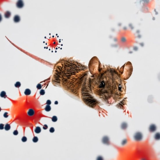 CARPHA Mantiene Riesgo Bajo por Brote de Hantavirus en Crucero