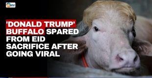 'Donald Trump' Buffalo Spared from Eid Sacrifice After Going Viral