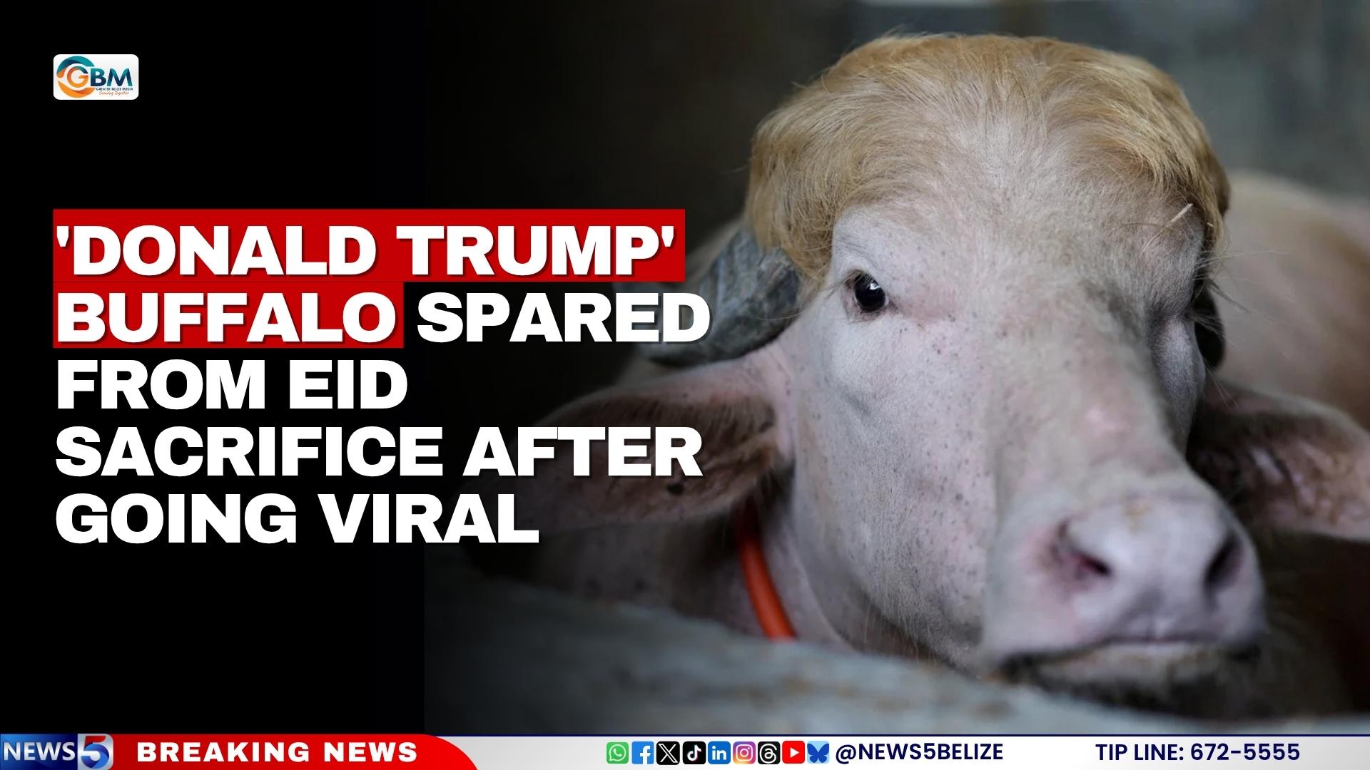 'Donald Trump' Buffalo Spared from Eid Sacrifice After Going Viral