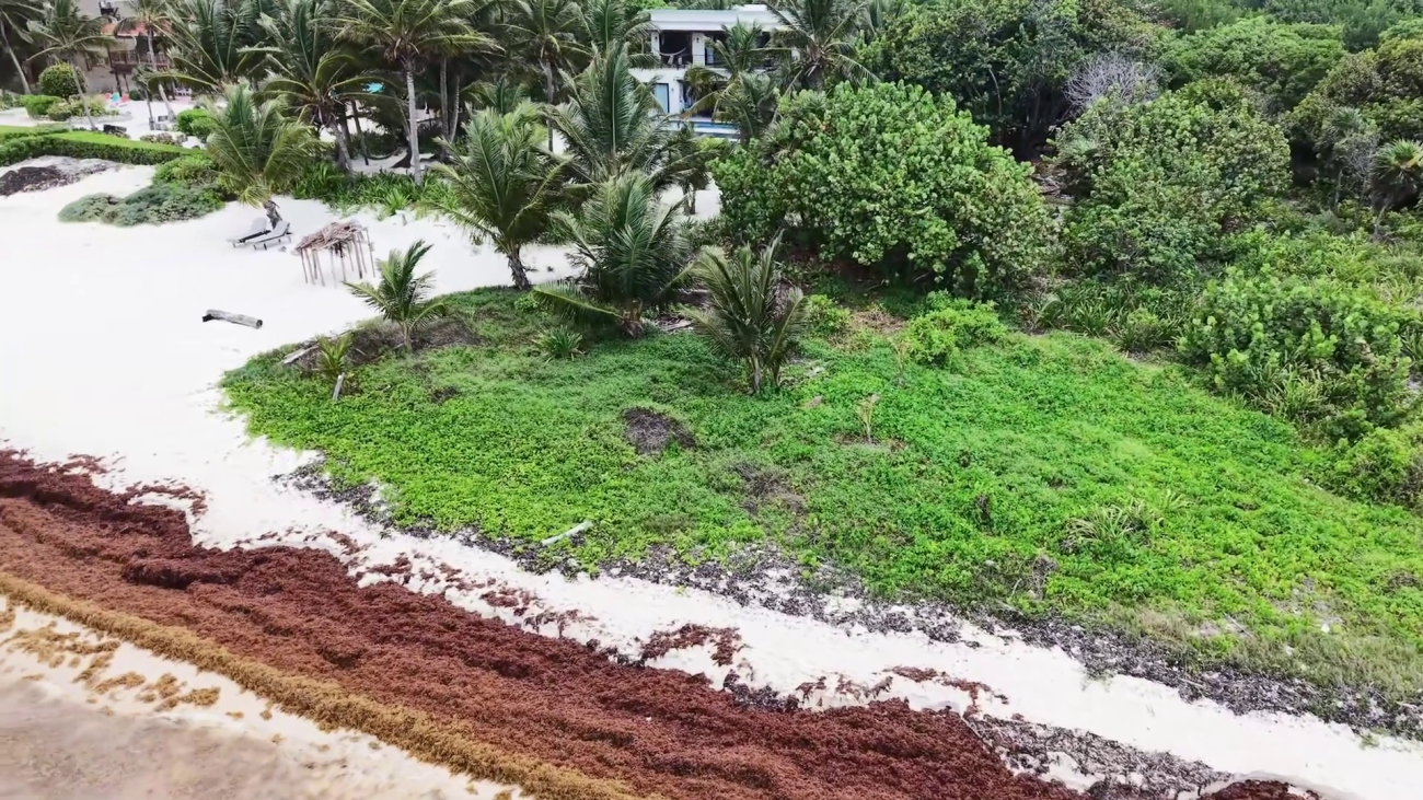 Tourism Industry Moves Fast as Sargassum Washes In