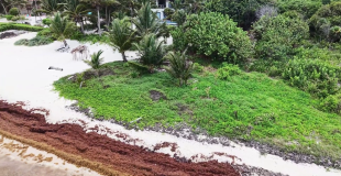 Tourism Industry Moves Fast as Sargassum Washes In