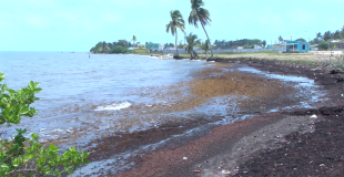 Coastal Erosion Crisis Drives Action in Dangriga