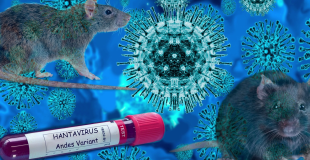Hantavirus Outbreak at Sea Prompts Monitoring Across Caribbean Ports