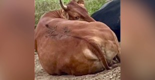 High-End Mexican Market Within Reach for Belize Beef