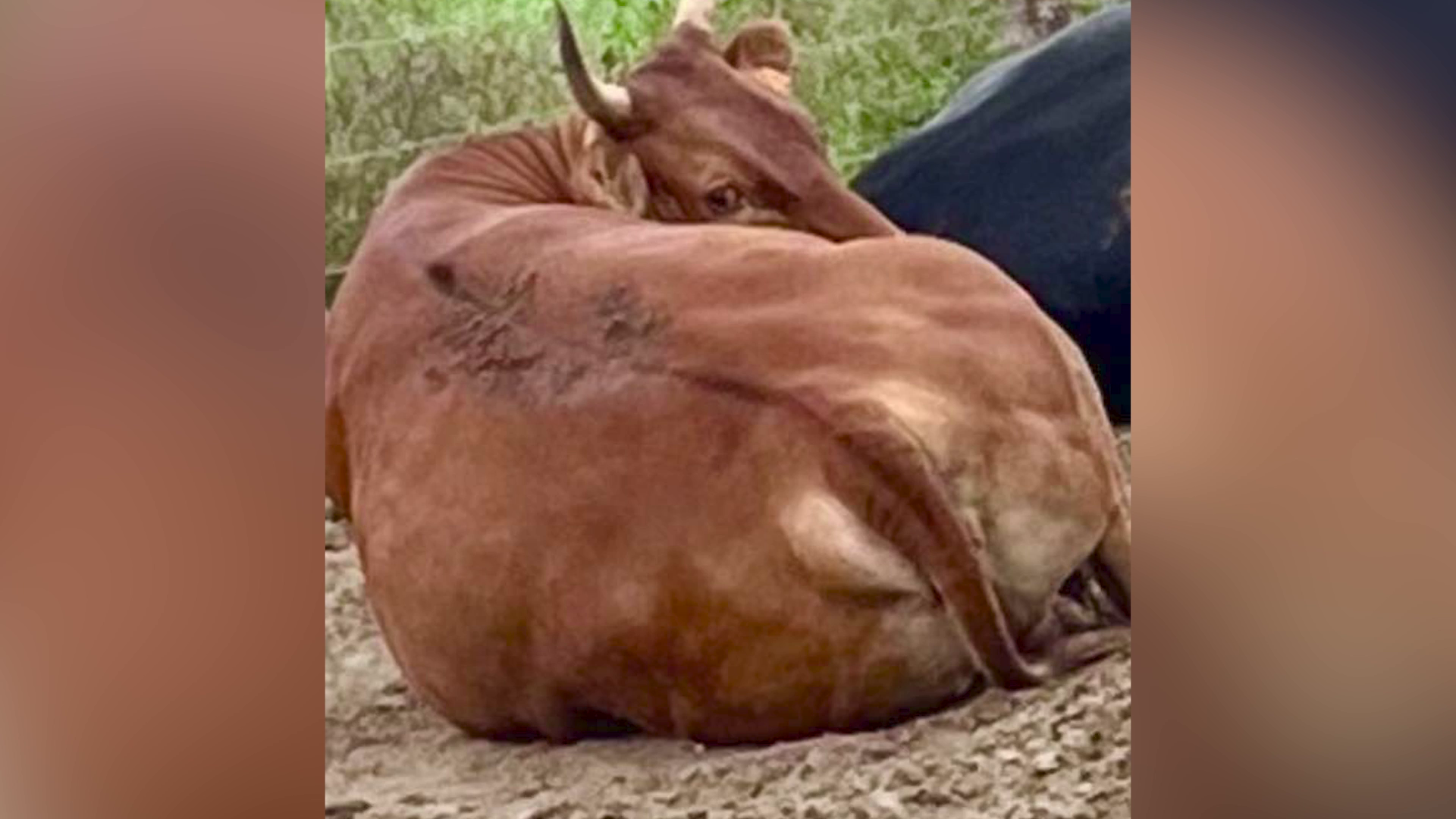 High-End Mexican Market Within Reach for Belize Beef