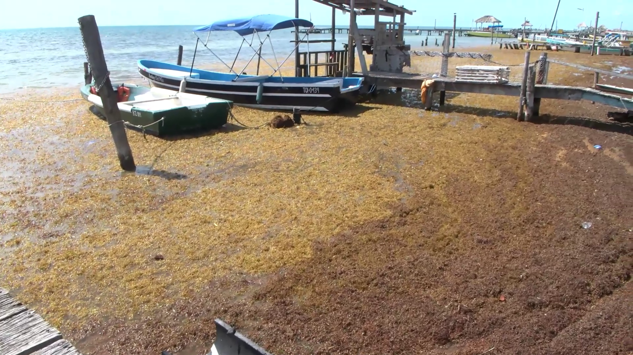 Millions of Dollars Later, Sargassum Crisis Remains Unresolved