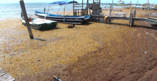 Millions of Dollars Later, Sargassum Crisis Remains Unresolved