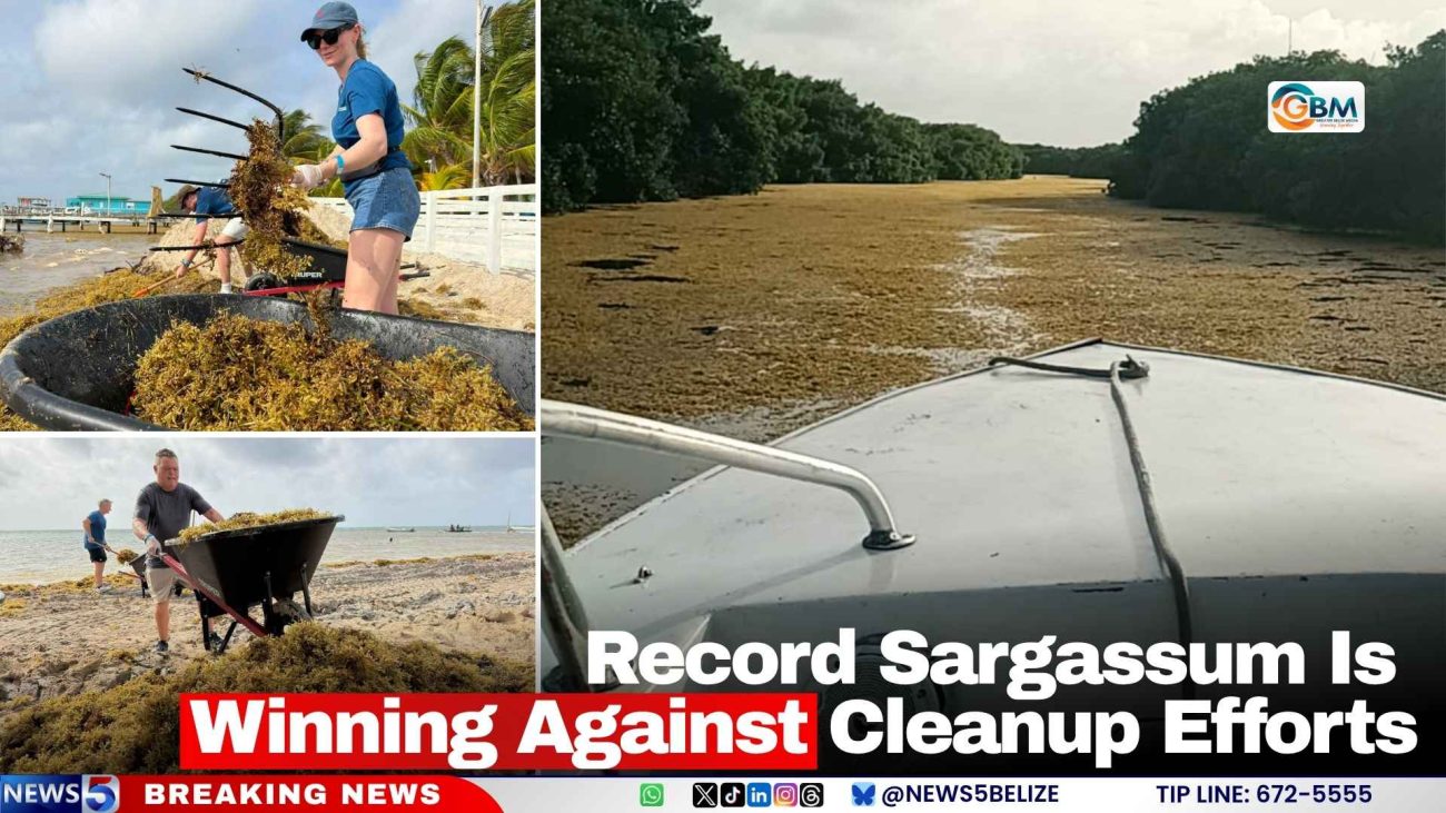 Record Sargassum Is Winning Against Cleanup Efforts