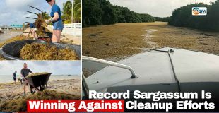 Record Sargassum Is Winning Against Cleanup Efforts